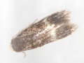 Stigmella confusellla